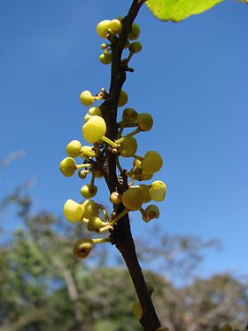 Peraceae