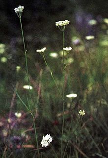 <i>Perideridia parishii</i> Species of flowering plant