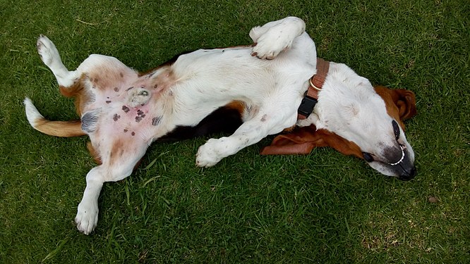 Perro retozando en Colombia