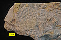 Phaenopora superba, a bryozoan from the Brassfield Formation (Silurian) of Ohio.