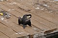 * Nomination Great Cormorant (Phalacrocorax carbo) in the old venitian harnour of Chania, Crete. --Moonik 06:35, 29 May 2013 (UTC) * Promotion  Support OK --A.Savin 10:37, 29 May 2013 (UTC)