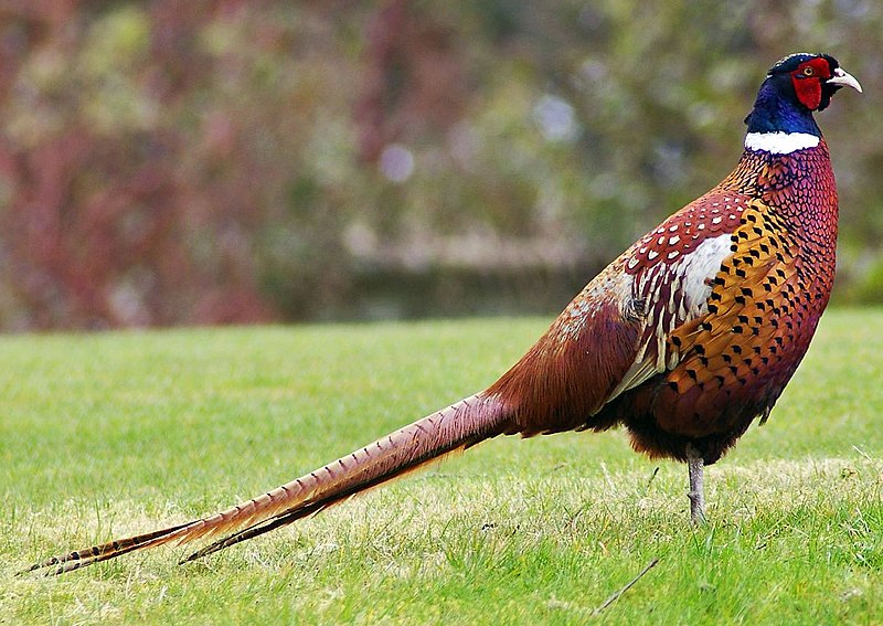File:Pheasant (cropped).jpg