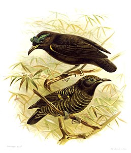 Асіті чорний (Philepitta castanea)