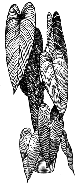 File:Philodenron (PSF).png