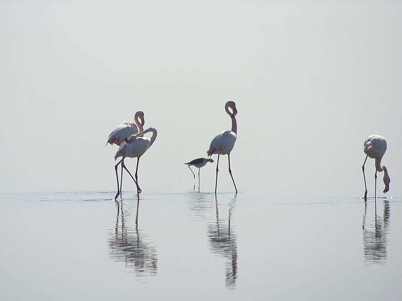 File:Phoenicopterus roseus (group).jpg