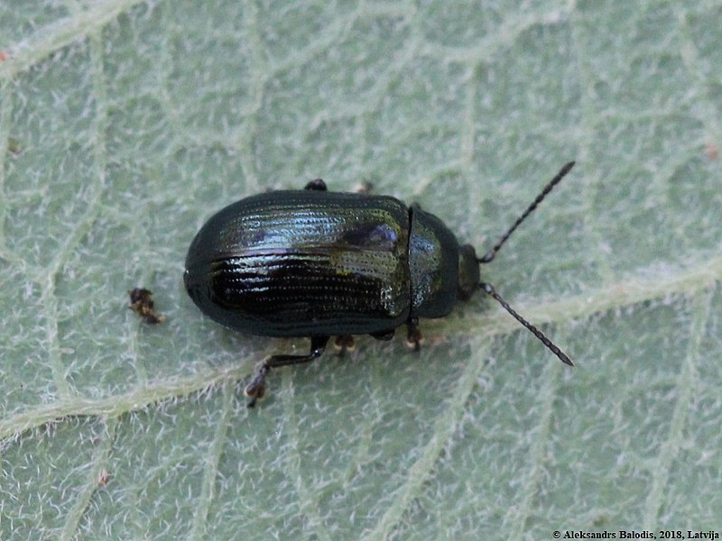 File:Phratora atrovirens 01.JPG