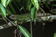 Resting on a tree limb in Pak Chong district, Thailand Physignathus cocincinus 162060423.jpg