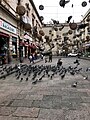 Pigoens fly to little boy's surprise