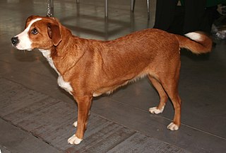 Austrian Pinscher Dog breed