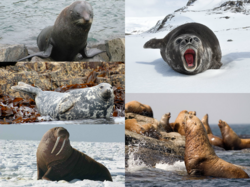 Pinniped collage.png