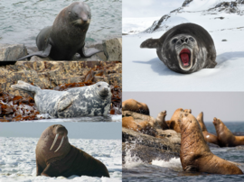 Pinniped collage.png