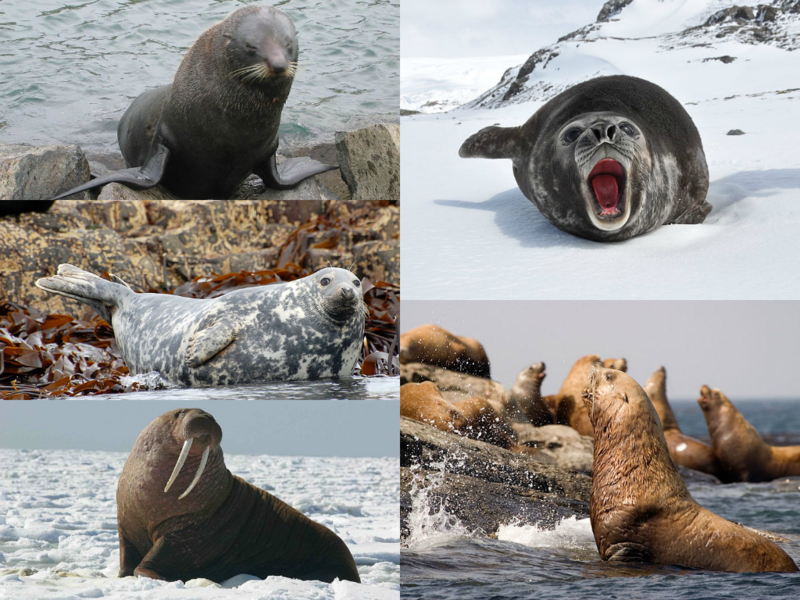 File:Pinniped collage.png