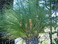 Pinus canariensis