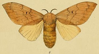 <i>Leptometa</i> Genus of moths
