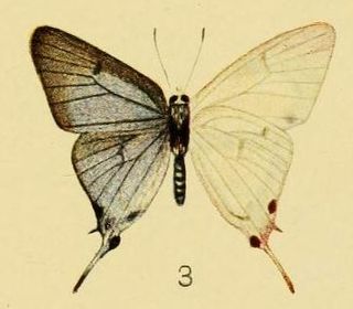 <i>Iolaus alienus</i> Species of butterfly