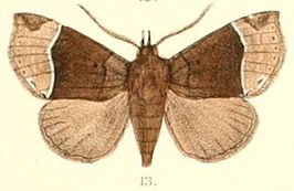 Itmaharela basalis