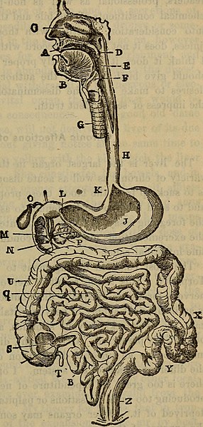 File:Plain home talk about the human system-the habits of men and women-the cause and prevention of disease-our sexual relations and social natures (1896) (14784195393).jpg