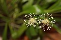 Plantago leiopetala inflorescences at a later stage with stamens.