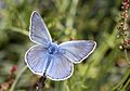 Plebejus modicus Anatolian Zephyr Blue Anadolu Esmergözü