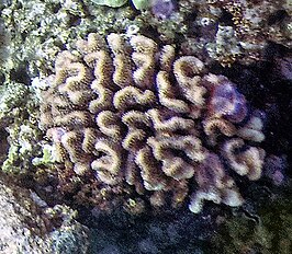 Pocillopora ligulata