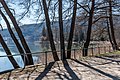 English: Alder trees (alnus glutinosa) by the waterline of Lake Woerth Deutsch: Erlen (Alnus glutinosa) am Ufer des Wörther Sees