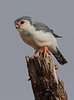 Thumbnail for Pygmy falcon