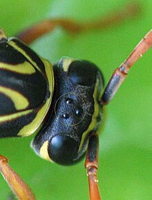 Head of Polistes with two compound eyes and three ocelli (circled) Polistes ocelli.jpg
