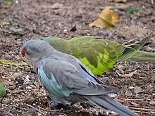 A blue mutant variety in front of a normal wild type at Flying High Bird Habitat, Australia Polytelis alexandrae -Flying High Bird Habitat, Australia-8c.jpg