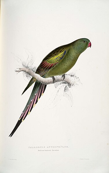 File:Polytelis anthopeplus -Palæornis anthopeplus Blossom-feathered Parrakeet -female -by Edward Lear 1812-1888.jpg