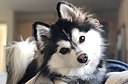 Pomsky Dog Breed - Pomeranian Husky Mix.jpg