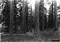 Ponderosa Pine-Oregon.jpg