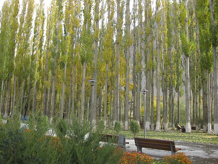 Poplars dominate the flora of Khorog City Park, Gorno-Badakhshan, Tajikistan