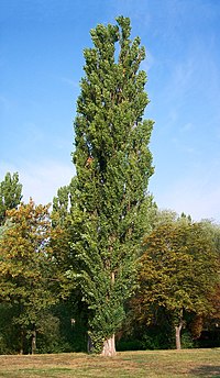 Populus nigra-bekes.jpg