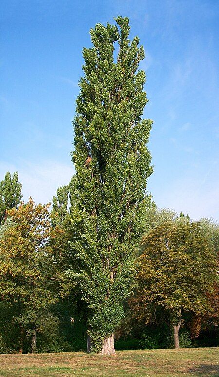 Tập_tin:Populus_nigra-bekes.jpg