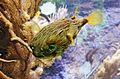 Porcupinefish-Oceanopolis-20060521-004.jpg