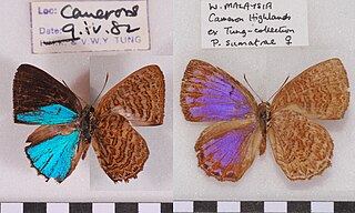 <i>Poritia sumatrae</i> Species of butterfly