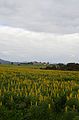 Country view, Porto Covo