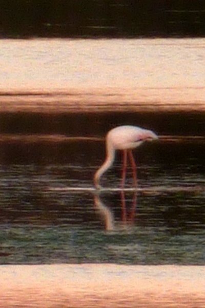 File:Portugal - Algarve - Montes de Alvor - Flamingo (25222660074).jpg