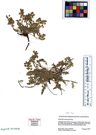 <i>Potentilla newberryi</i> Species of flowering plant