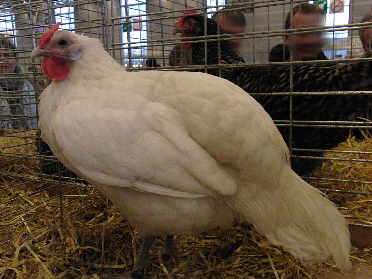 Французская порода кур. Эльзасская порода кур. Эльзасская курица фото. Красная полоса на лапах Бресс Гальской породы Франция. Aviculture.