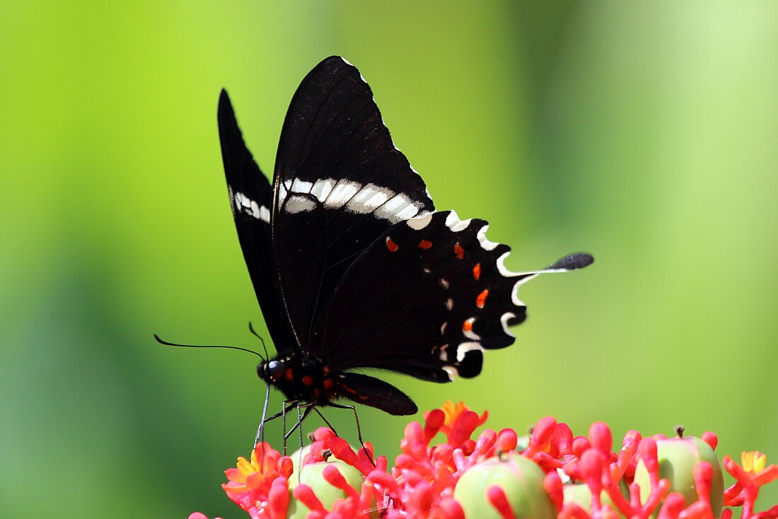 Papilio pelaus