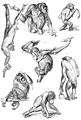 Primates-drawing.jpg