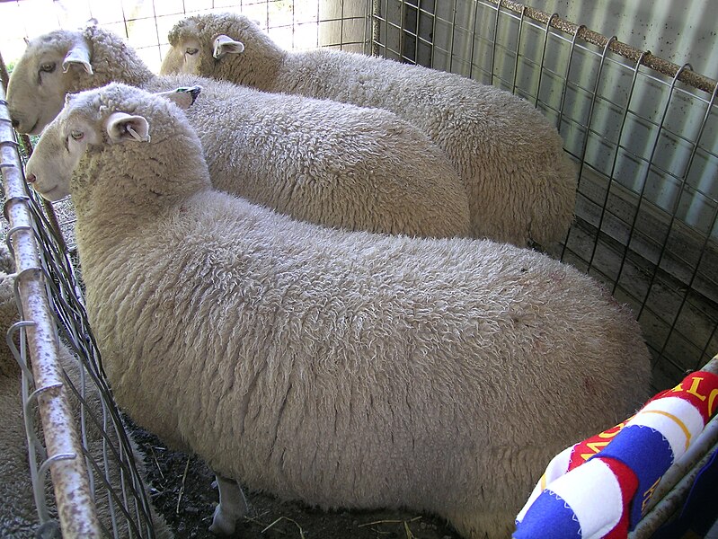 File:Prime lambs.JPG