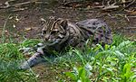 Thumbnail for File:Prionailurus viverrinus Fishing cat Pont-Scorff Zoo 17082015 1.jpg