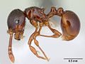 Pristomyrmex