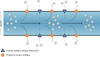 Axone: Structure, Axone modèle, Mise en place