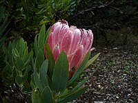 Protea compacta