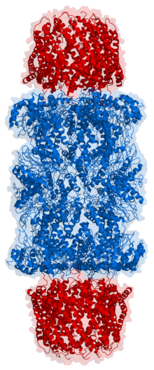 Cartoon representation of a proteasome. Its active sites are sheltered inside the tube (blue). The caps (red; in this case, 11S regulatory particles) on the ends regulate entry into the destruction chamber, where the protein is degraded. Proteaosome 1fnt side.png