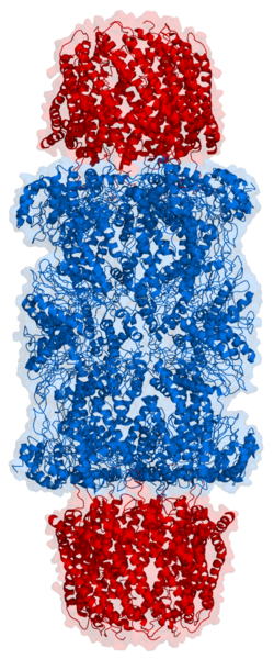 Bestand:Proteaosome 1fnt side.png