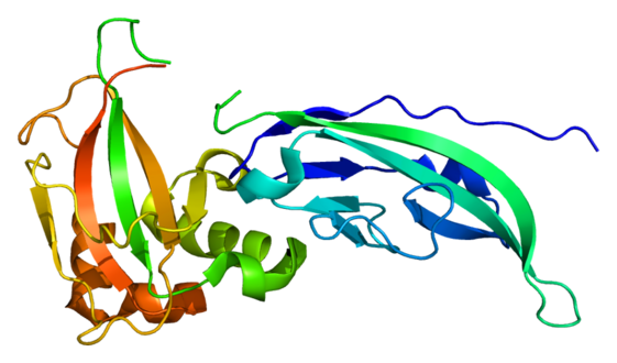 Protein DAG1